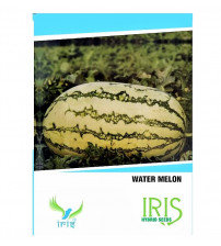 Iris F1 Watermelon Stripes 15 Seeds